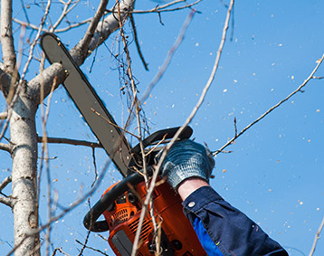 Services élagage et abattage d'arbre - Hainaut